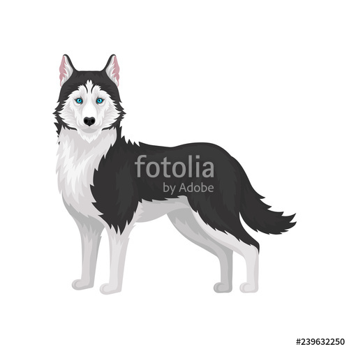 Husky Dog, Purebred Animal With Blue Eyes Vector Illustration 500x500 Husky Dog, Purebred Animal With Blue Eyes Vector Illustration
