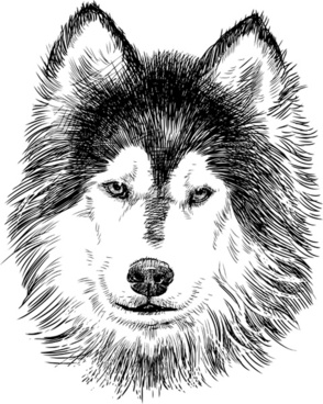 Husky Free Vector Download 294x368 Husky Free Vector Download