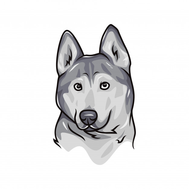 Siberian Husky Dog 626x626 Siberian Husky Dog