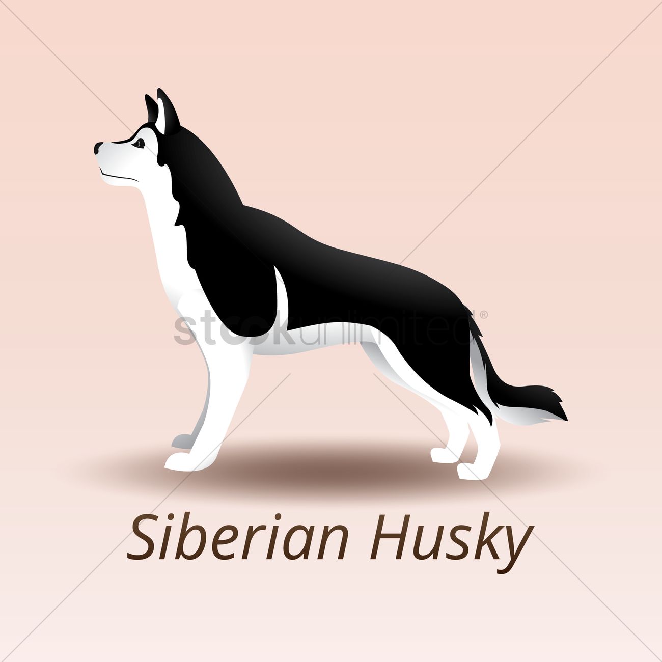 Siberian Husky Dog Vector Image 1300x1300 Siberian Husky Dog Vector Image