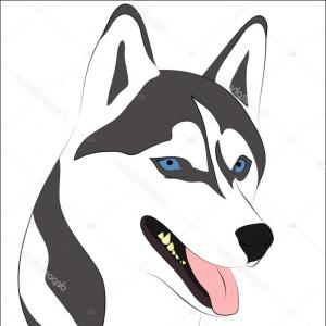 Stock Illustration Husky Dog Vector Art Cultracing 300x300 Stock Illustration Husky Dog Vector Art Cultracing