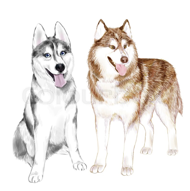 Two Adult Siberian Husky Dogs Or Stock Vector Colourbox 793x800 Two Adult Siberian Husky Dogs Or Stock Vector Colourbox