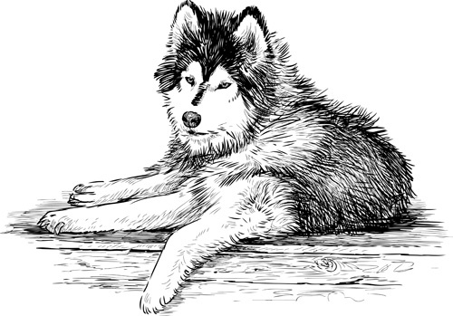 Hand Drawn Huskies Dog Vector Free Vector In Adobe Illustrator 500x349 Hand Drawn Huskies Dog Vector Free Vector In Adobe Illustrator