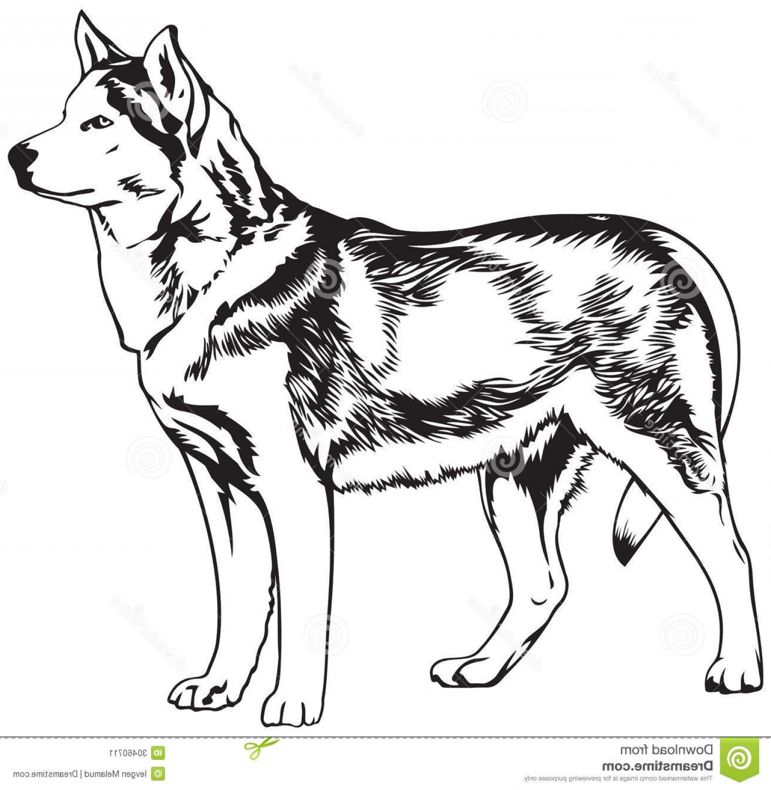 Husky Dog Breed Vector Illustration Illustration Soidergi 1560x1598 Husky Dog Breed Vector Illustration Illustration Soidergi