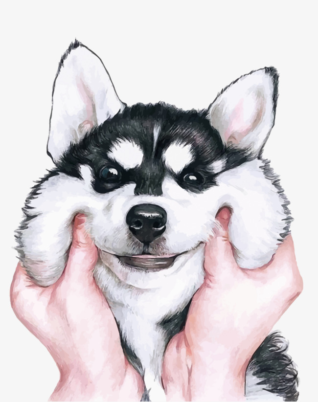 650x822 Husky Vector, Siberian Husky, Dog, Pet P