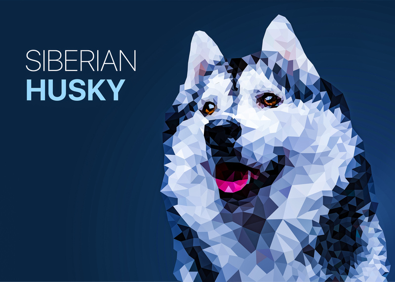 800x572 Polygonal Siberian Husky Vector Illustration