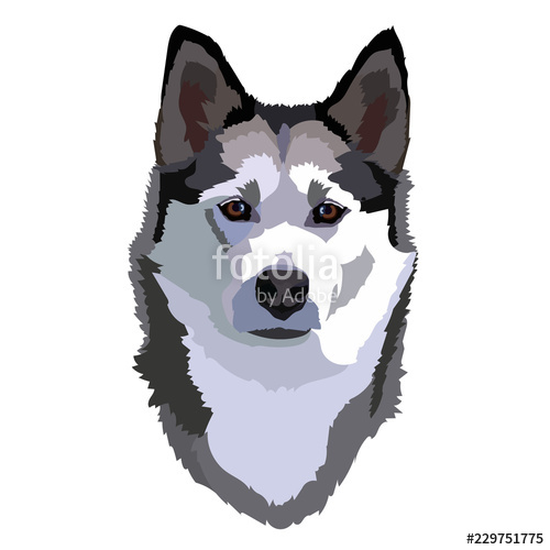500x500 Siberian Husky Vector Illustration Stock Image And Royalty Free