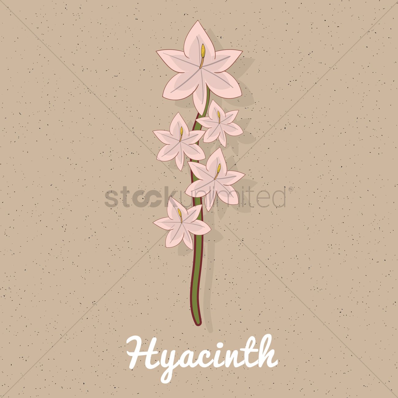 1300x1300 Hyacinth Vector Image