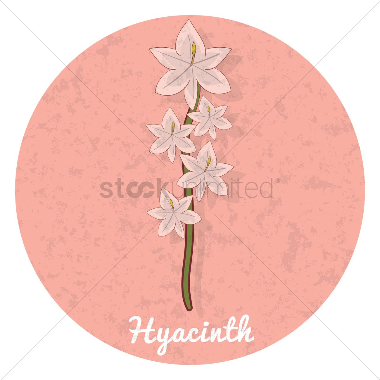 1300x1300 Hyacinth Vector Image