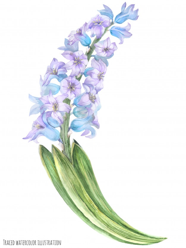 626x834 Hyacinth Vectors, Photos And Free Download