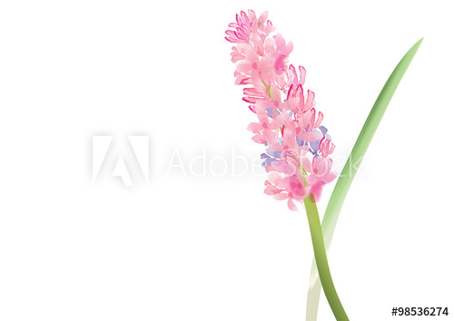 500x354 Hyacinth Pink Flowers On White Background,vector Illustration