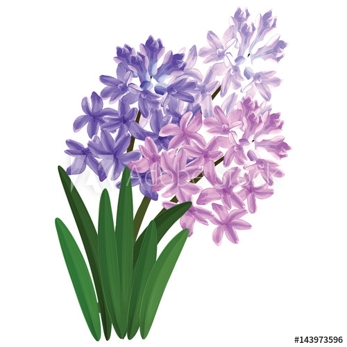 500x500 Hyacinth Plant, A Bouquet Of Spring Flowers, Bush Vector