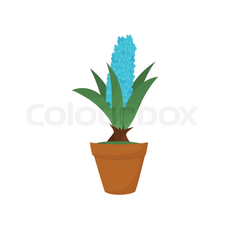 800x800 Hyacinth With Blue Blooming Flower And Stock Vector Colourbox