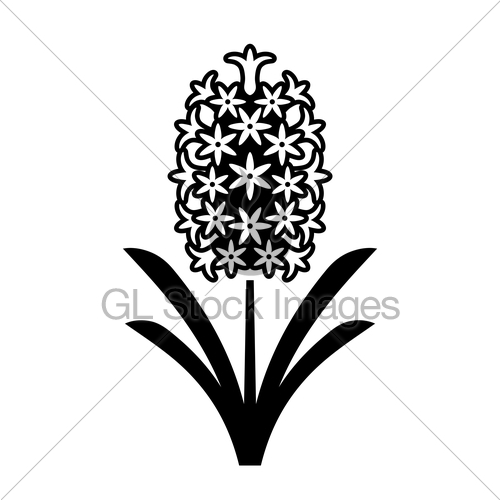 500x500 Hyacinth Gl Stock Images