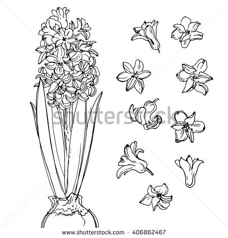 450x470 Hyacinth Flowers Line Drawn On A White Background Sketch