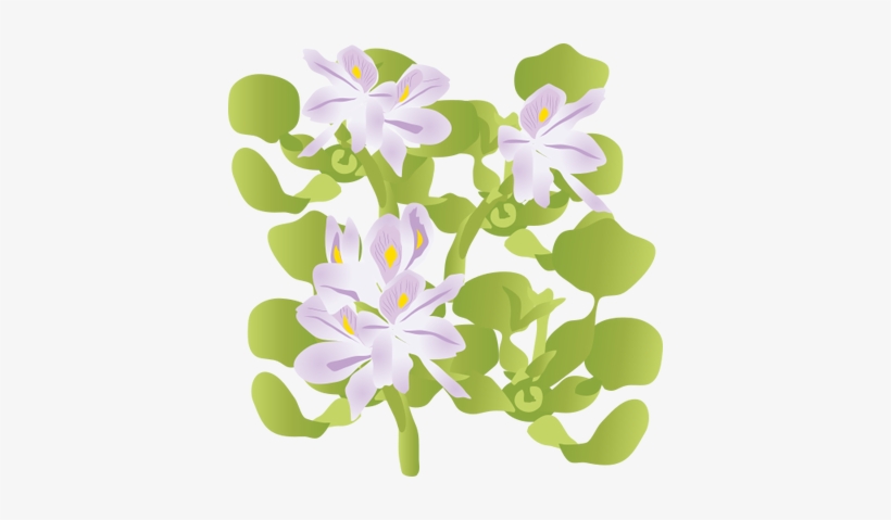 820x479 Ian Symbol Eichhornia Crassipes