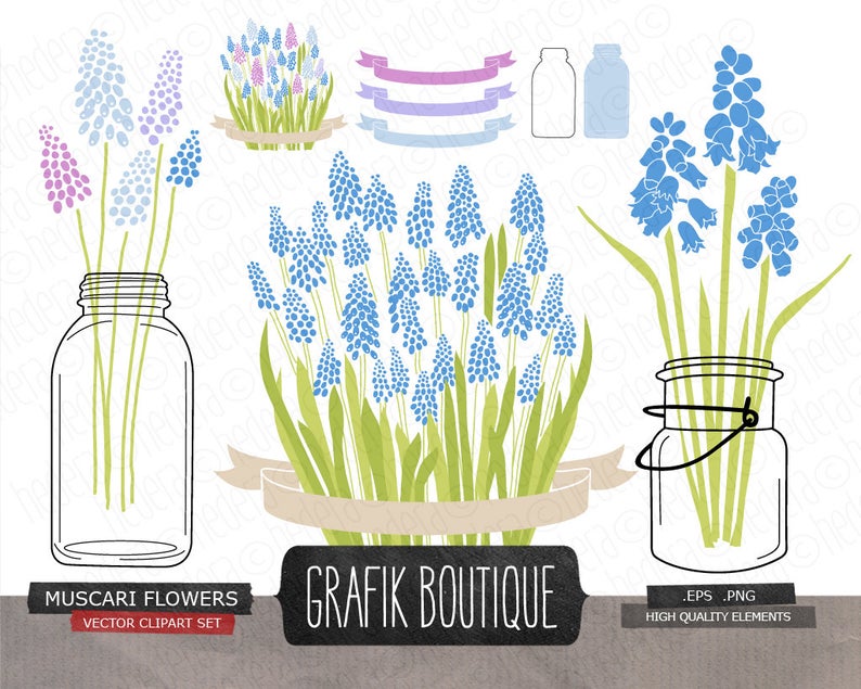 794x635 Muscari Grape Hyacinth Flowers Digital Vector Clip Art Etsy