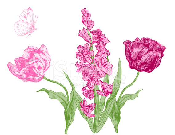 569x440 Pink Tulips And Hyacinth Stock Vector