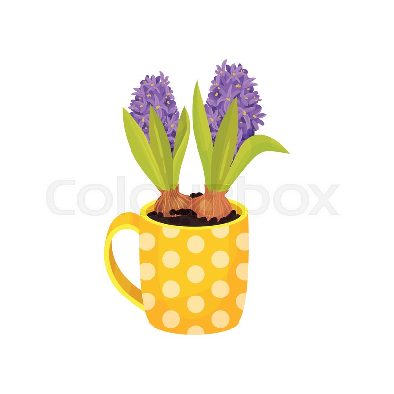 800x800 Purple Hyacinths Grow In A Yellow Mug Stock Vector Colourbox