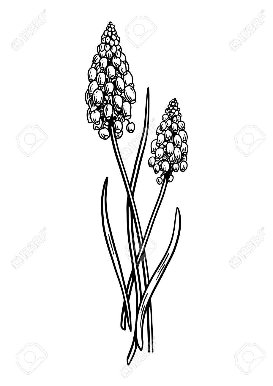 919x1300 Stock Vector In Lino Flower Drawing Tutorials, Drawings