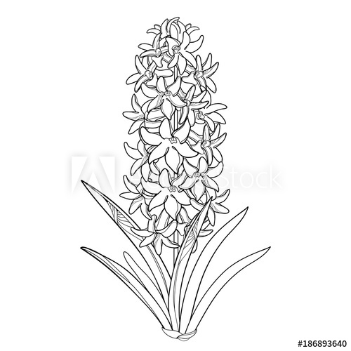 500x500 Vector Bouquet With Outline Hyacinth Flower Bunch, Bud And Ornate