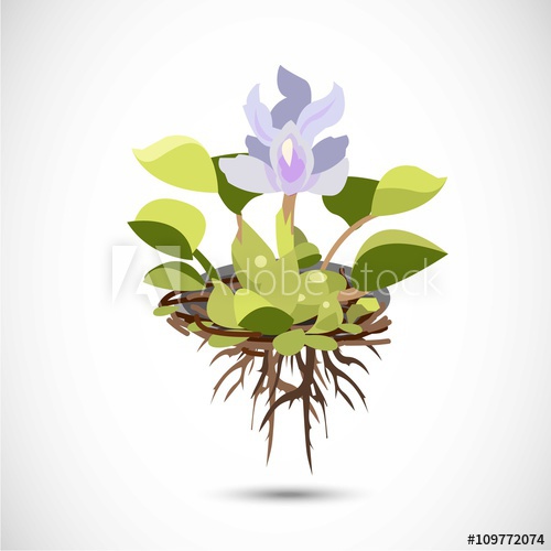 500x500 Water Hyacinth