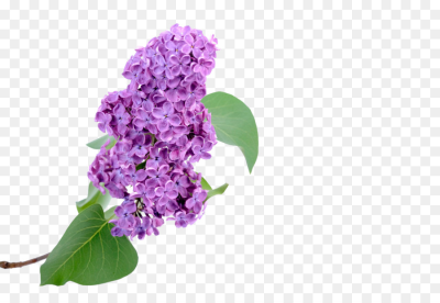 400x276 Download Free Png Vector Lilac, Watercolor, Hand Painted, Lilac
