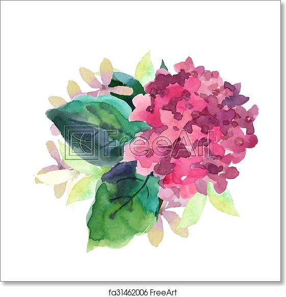561x581 Free Art Print Of Illustration Of Hydrangea Flowers Watercolor