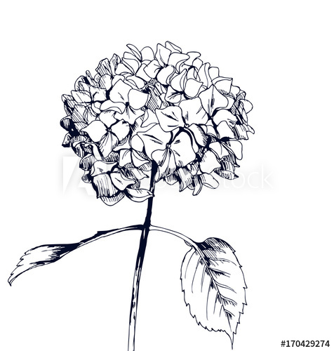 476x500 Hand Drawn Hydrangea, Vector Illustration In Vintage Style