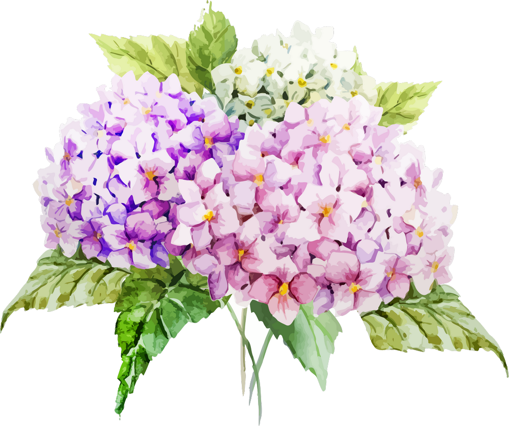 Hydrangeas Clip Art at tanjohanblog Blog