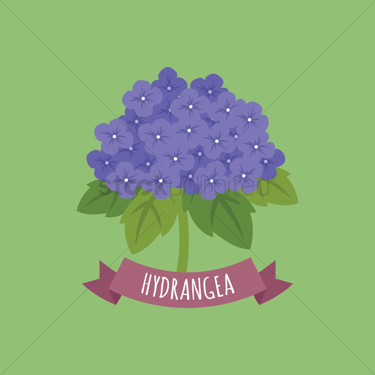 1300x1300 Hydrangea Vector Image