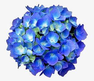 310x266 Hydrangea Vector Png Images, Hydrangea Vector Clipart Free Download
