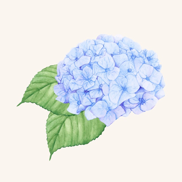 626x626 Hydrangea Vectors, Photos And Free Download
