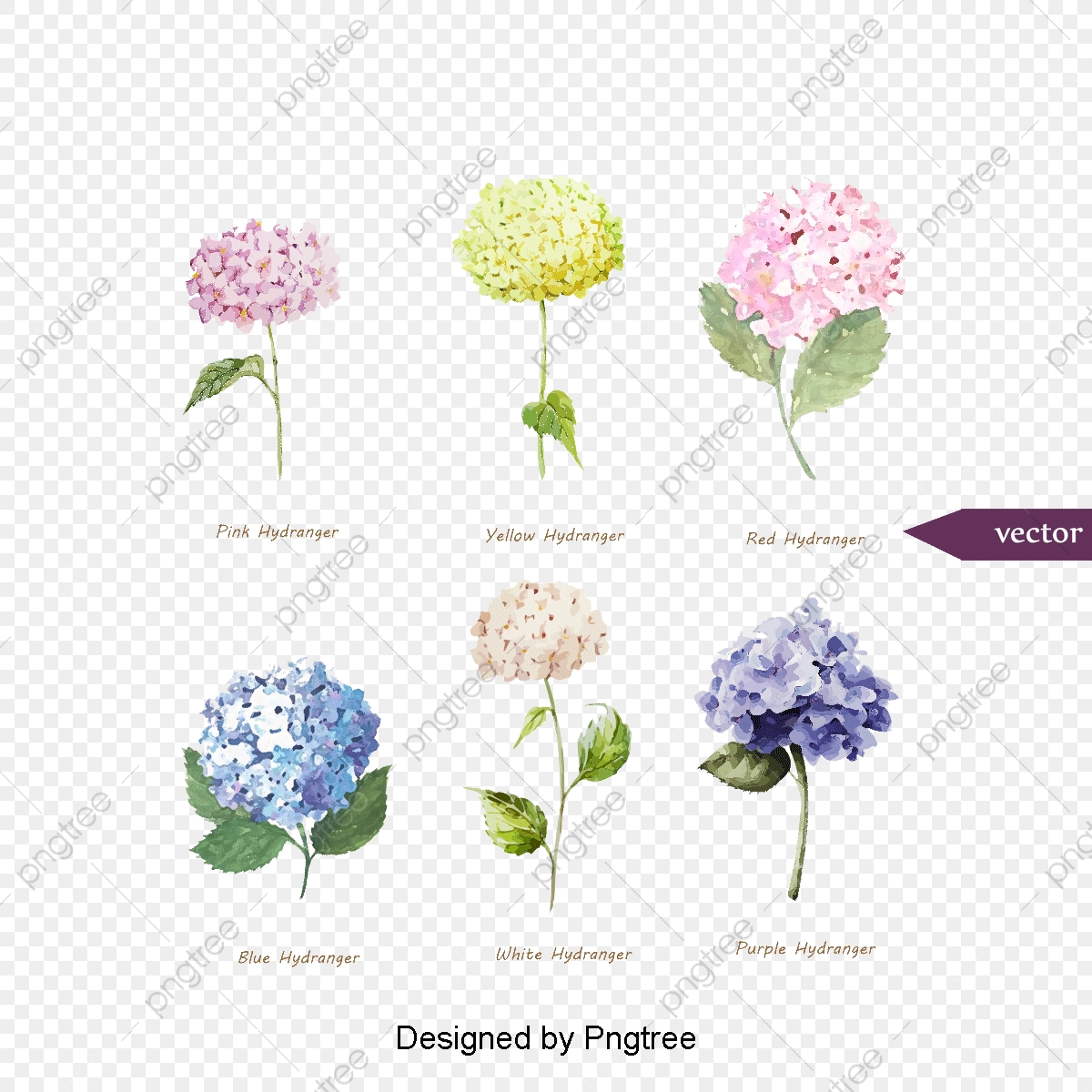 1200x1200 Beautiful Watercolor Hydrangea Vector, Vector, Watercolor