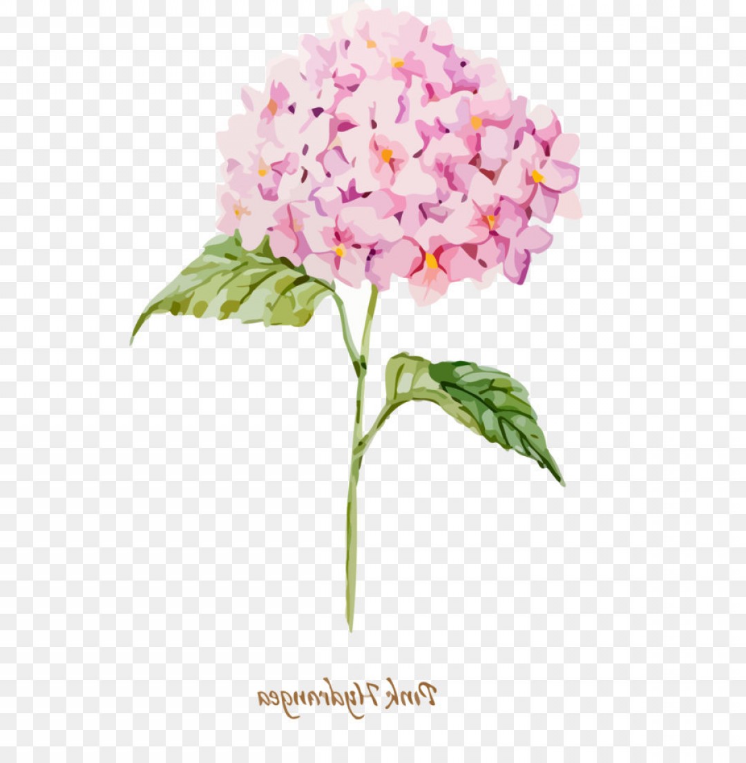 1080x1104 Png Watercolor Hydrangea Vector Material Soidergi