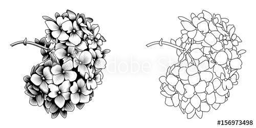 500x250 Set Of Hand Drawn Hydrangea, Vector Illustration In Vintage Style