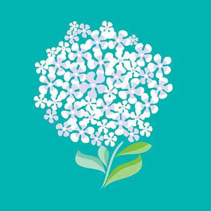 416x416 Simple Shape Decorative Hydrangea Vector Illustration Premium
