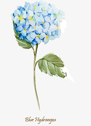 310x428 Beautiful Watercolor Hydrangea Vector Free Graphics