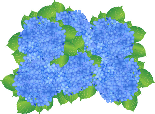 592x438 Blue Hydrangea Flowers Free Vector In Adobe Illustrator