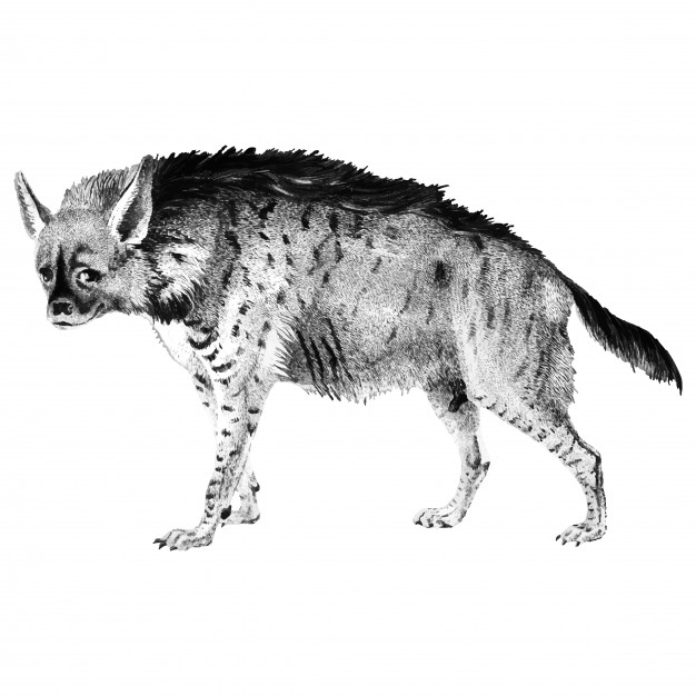626x626 Hyena Vectors, Photos And Free Download