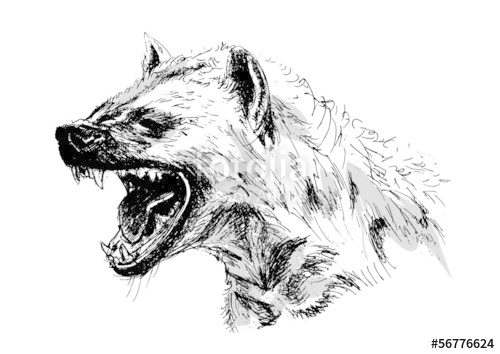 500x354 Hyena Vector Illustration Stock Image And Royalty Free Vector