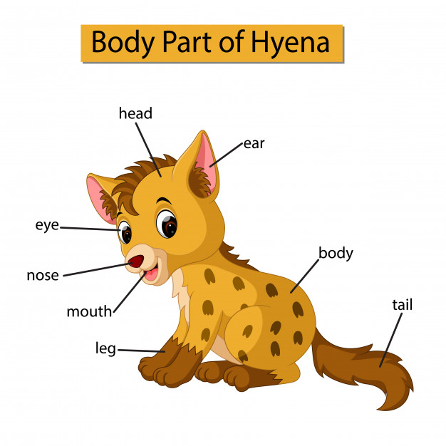 626x626 Diagram Showing Body Part Of Hyena Vector Premium Download