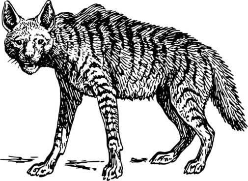 505x368 Free Hyena Vector Free Vector Download