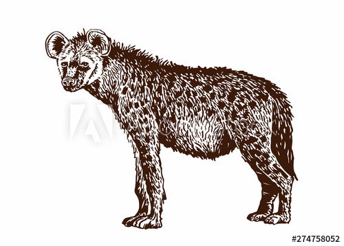500x358 Graphical Vintage Sketch Of Hyenavector Illustration
