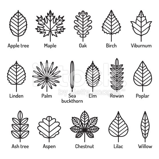 Leaves Types With Names Icons Vector Set Outline Black Icons 556x556 Leaves Types With Names Icons Vector Set Outline Black Icons