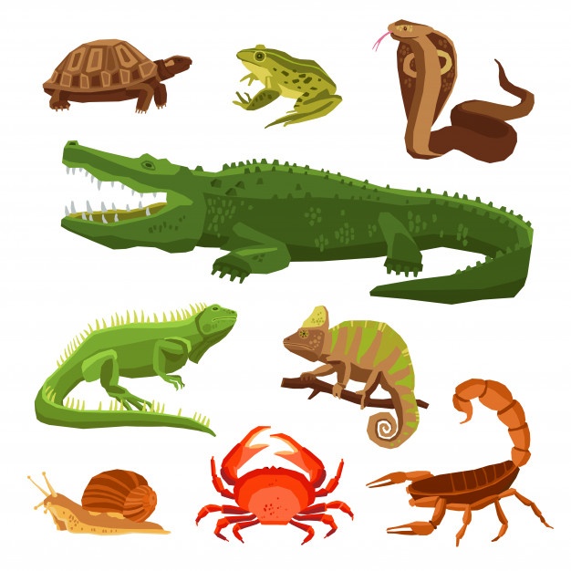 626x626 Iguana Vectors, Photos And Free Download