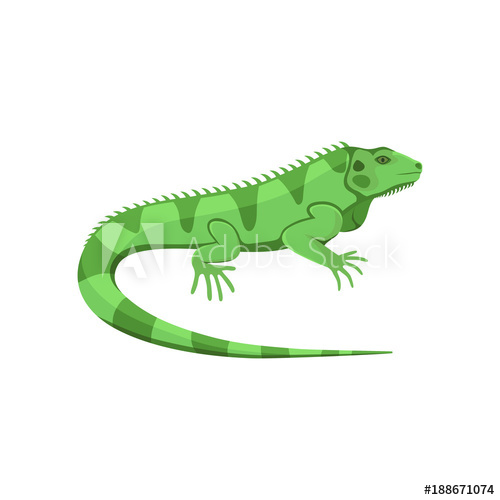 500x500 Vector Illustration Of A Green Iguana Isolated On White Background