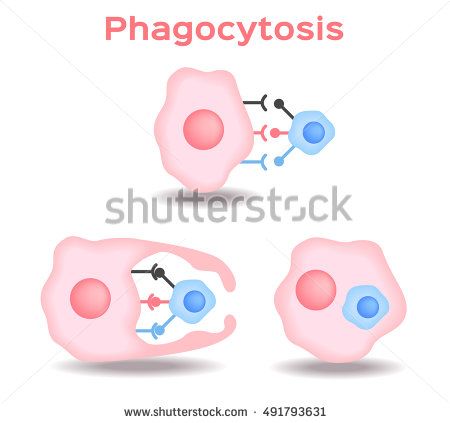 450x423 Phagocytosis In Three St Human Immune System Vector Anatomy