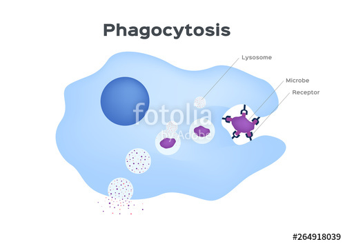 500x354 Phagocytosis In Three St Human Immune System Vector Cell