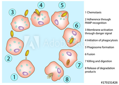 500x357 The Steps Of Phagocytosis Human Immune System Vector Diagram